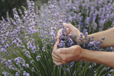 Hands of woman gesturing heart shape with lavender plants in field - SIF00331