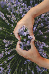 Hände einer Frau gestikulieren in Herzform mit Lavendelpflanzen - SIF00332