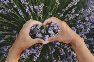 Hands of woman gesturing heart shape in lavender field - SIF00333