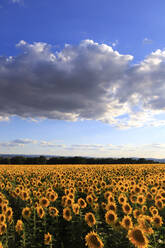 Wolken über blühenden Sonnenblumen in einem weiten Sommerfeld - JTF02120