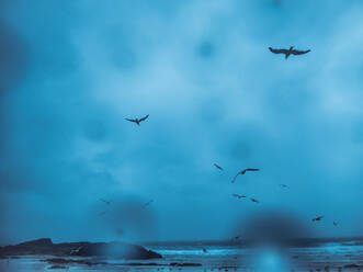 Low angle of seagulls soaring in cloudy sky over beach in raining day - ADSF35678