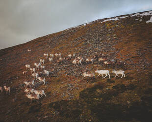 Luftaufnahme einer Rentierherde in Norwegen. - AAEF15033