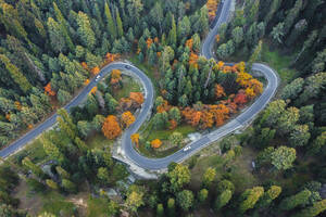 Aerial view of vehicles driving a mountain road among pine trees in a forest, Tangmarg, Jammu and Kashmir, India. - AAEF15042