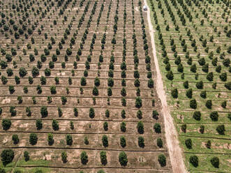 Luftaufnahme einer Durian-Plantage, Provinz Sihanoukville, Kambodscha. - AAEF15051