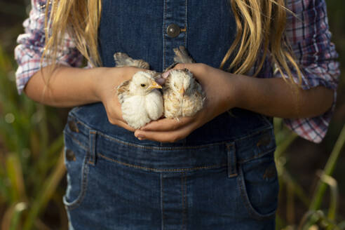 Crop little farmer in casual clothes with braids carrying cute chicks and looking at camera with smile while spending sunny summer day in countryside - ADSF35701