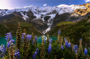 Malerische Landschaft von frischen Lupinus mutabilis Blumen wachsen auf grasbewachsenen Wiese von zerklüfteten felsigen Klippen mit Schnee und blauen Stausee von Valle de las Animas am sonnigen Tag in La Paz umgeben - ADSF35711