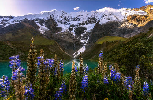 Picturesque landscape of fresh Lupinus mutabilis flowers growing on grassy meadow surrounded by jagged rocky cliffs with snow and blue reservoir of Valle de las Animas on sunny day in La Paz - ADSF35711