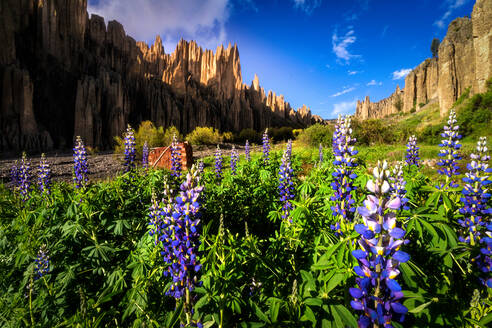 Picturesque landscape of fresh Lupinus mutabilis flowers growing on grassy meadow surrounded by jagged rocky cliffs of Valle de las Animas on sunny day in La Paz - ADSF35727