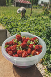 Schale mit frischen Erdbeeren in einer Schüssel auf dem Bauernhof - KNTF06703