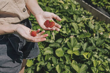Landwirt mit Erdbeeren auf einem Feld an einem sonnigen Tag - KNTF06704