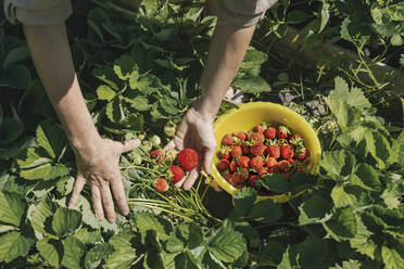 Hands of farmer picking strawberries in field on sunny day - KNTF06705