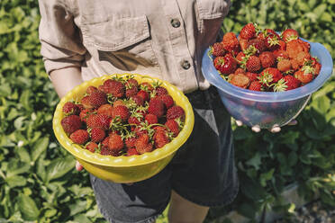 Farmer with bowls of fresh strawberries in farm on sunny day - KNTF06708