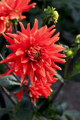 Rote Dahlien blühen im Sommer - JTF02121