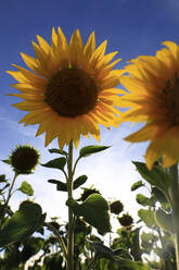 Gezüchtete Sonnenblumen blühen im Sommer - JTF02122