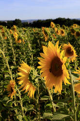 Gezüchtete Sonnenblumen blühen im Sommer - JTF02123