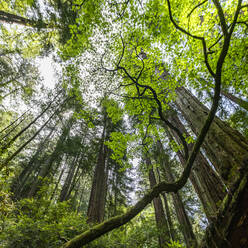 USA, California, Mill Valley, Redwood trees in forest - TETF01721