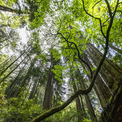 USA, Kalifornien, Mill Valley, Rotholzbäume im Wald - TETF01721