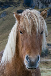 Icelandic horse near Vik, Iceland, Polar Regions - RHPLF22346