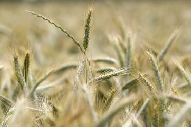 Wheat field, cultivated plants and agriculture, Yonne, France, Europe - RHPLF22423