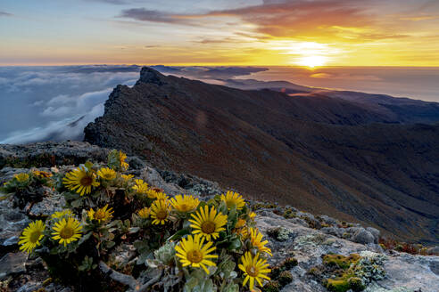 Wild flowers on rocks on Pico de la Zarza mountain peak at sunrise, Jandia Peninsula, Fuerteventura, Canary Islands, Spain, Atlantic, Europe - RHPLF22451