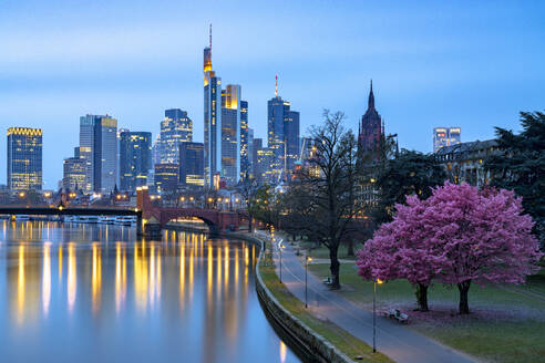 Blühender Kirschbaum am Mainufer mit Skyline des Geschäftsviertels im Hintergrund in der Abenddämmerung, Frankfurt am Main, Hessen, Deutschland Europa - RHPLF22454