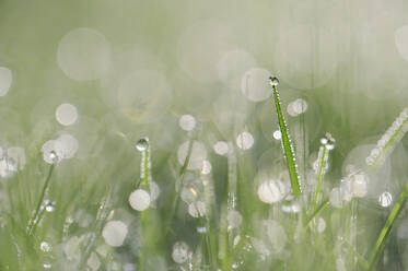 Blades of grass covered in morning dew - RUEF03727