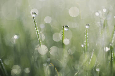 Blades of grass covered in morning dew - RUEF03728