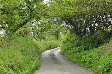 UK, England, Grünes, üppiges Laub entlang einer Landstraße im Frühling - RUEF03742