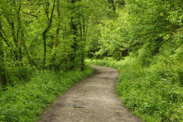 UK, England, Dirt road in lush green springtime forest - RUEF03743