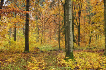 Herbstlich bemalter Wald auf der Schwäbischen Alb - RUEF03744