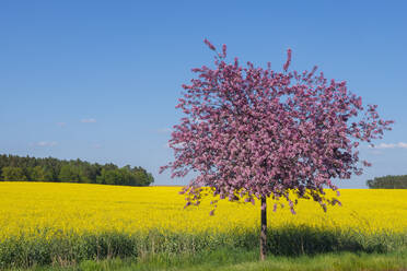 Einzelner blühender Kirschbaum vor einem großen Rapsfeld im Frühling - RUEF03746