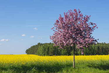 Einzelner blühender Kirschbaum vor einem großen Rapsfeld im Frühling - RUEF03747