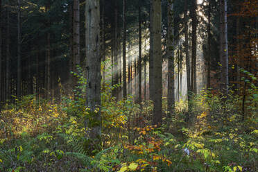 Sonnenstrahlen im üppigen Herbstwald - RUEF03772