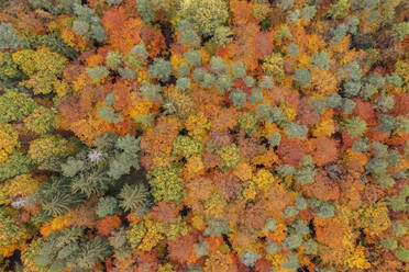 Drohnenansicht des Herbstwaldes im Steigerwald - RUEF03779