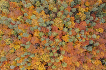 Drohnenansicht des Herbstwaldes im Steigerwald - RUEF03780
