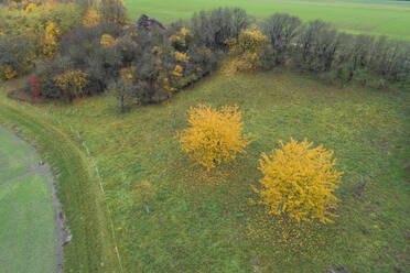 Drone view of two yellow cherry trees in autumn - RUEF03783