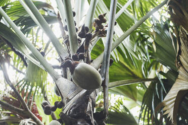 Single coconut growing on palm tree - RORF02937