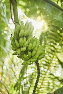 Grüne Bananen wachsen im Sommer - RORF02944