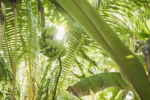 Grüne Bananen wachsen im Sommer - RORF02945