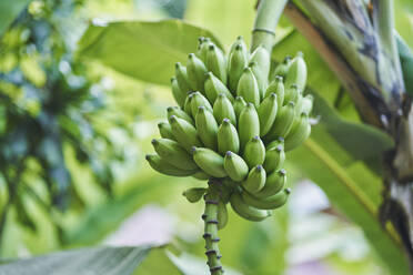 Green Organic Bananas Growing in Bunches on Tree in Tahiti stock photo