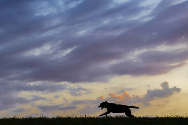 Wolken über Silhouette von Labrador Retriever läuft auf Gras in der Abenddämmerung - STSF03325