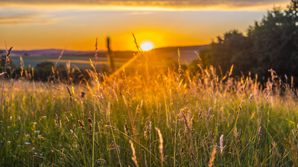 Wiesengras bei Sonnenuntergang im Frühling - MHF00619