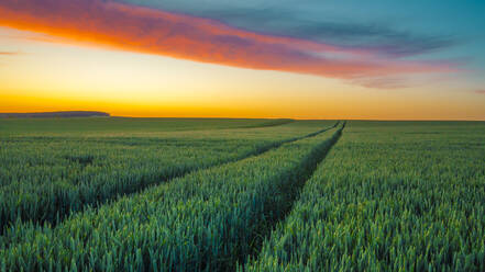 Weites grünes Feld bei Sonnenuntergang im Frühling - MHF00620