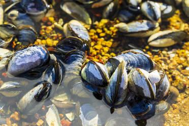 Norwegen, Nordland, Im Küstenwasser liegende Muscheln - STSF03337