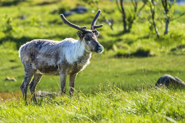 Norway, Nordland, Reindeer (Rangifer tarandus) standing on grass - STSF03339