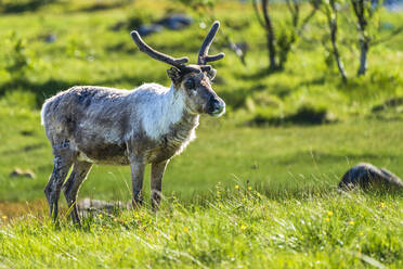 Norwegen, Nordland, Rentier (Rangifer tarandus) im Gras stehend - STSF03339