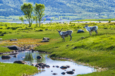 Norwegen, Nordland, Zwei Rentiere (Rangifer tarandus) stehen vor einem kleinen Teich auf der Insel Langoya - STSF03340