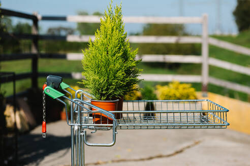 Töpfe mit grünen Cupressus macrocarpa-Pflanzen auf einem Wagen im Hof eines Blumenladens an einem sonnigen Sommertag - ADSF36018