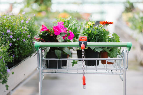 Einkaufswagen mit Topfblumen im Gang eines sonnendurchfluteten Geschäfts bei Tag - ADSF36022