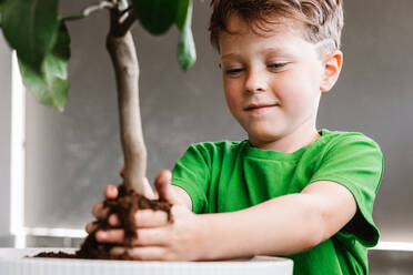 Crop glad boy in casual wear replanting ficus with green leaves into flowerpot with fertile soil in light room at home - ADSF36030